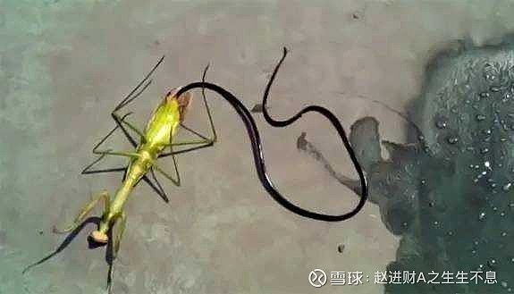 别卖一辆北汽才回本一辆波斯小丽2021-04-18 13:05铁线虫blackorlov