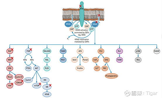 Revolution---一家专注于变构抑制剂的新药公司(3) $Revolution Medicines(RVMD)$ 三、SOS1抑制剂 ...
