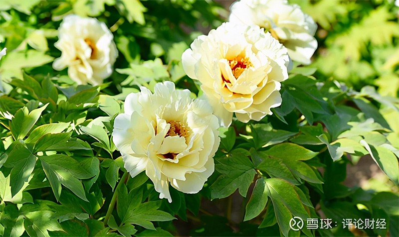 龍池牡丹四月正值牡丹花盛開菏澤迎來遊客賞花的小高峰