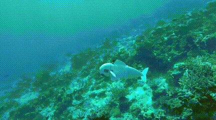 2018年mit制造过一种可以自动游泳的的软体机器人鱼,当时还沿着珊瑚礁