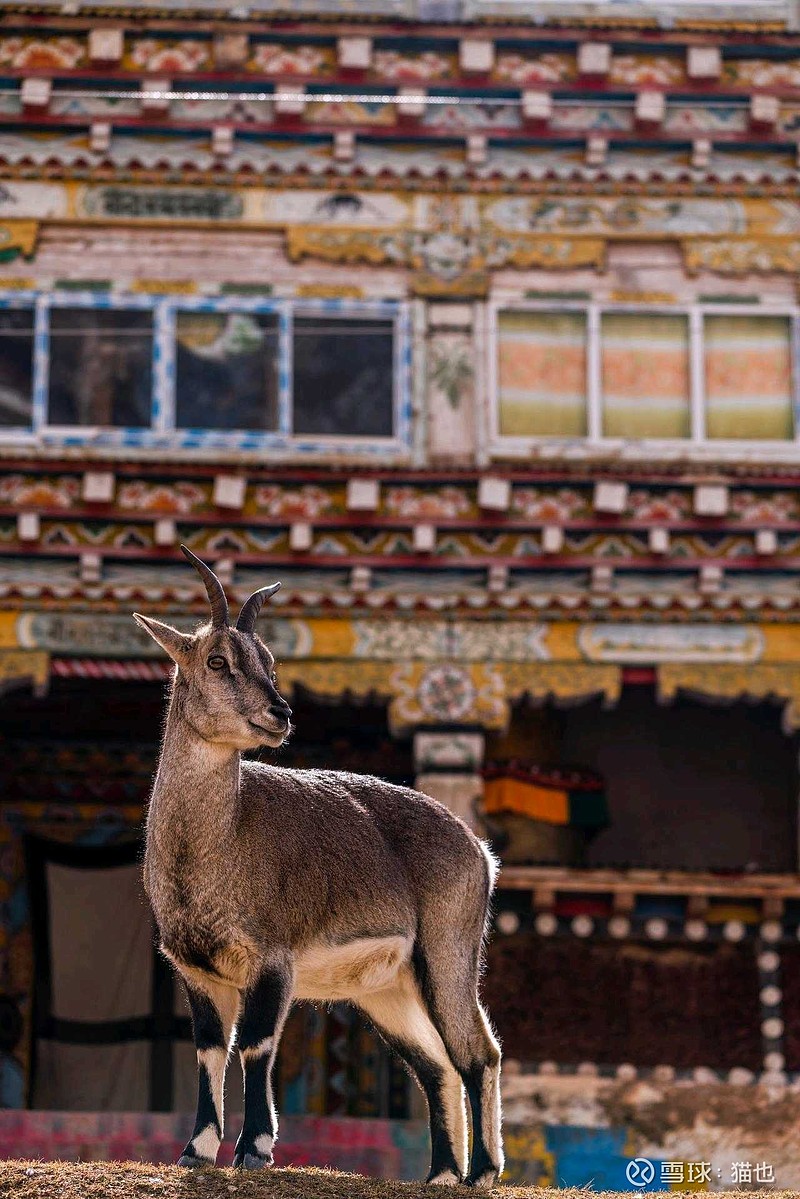 $中金辐照(sz300962)$打脸了 - 雪球