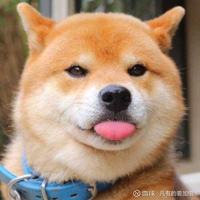 $沪电股份(sz002463)$曾经的龙头现在变狗头了吗? - 雪球