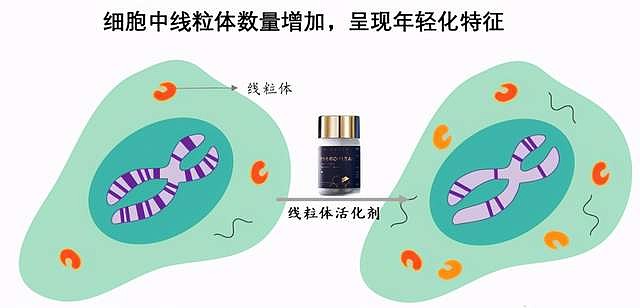 派·络·维产品,最大程度改善线粒体代谢能力,从而达到各项生理机能的