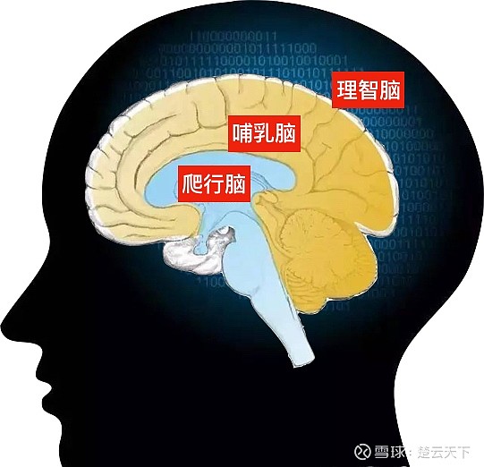 随笔专栏:投资的三重大脑