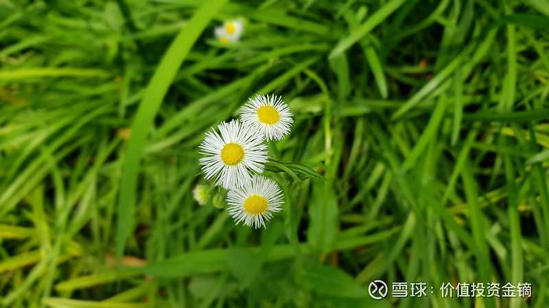 重庆大学虎溪校区的花花(第一波) 1-2:红花醡浆草3-4:紫娇花5-6:马鞭