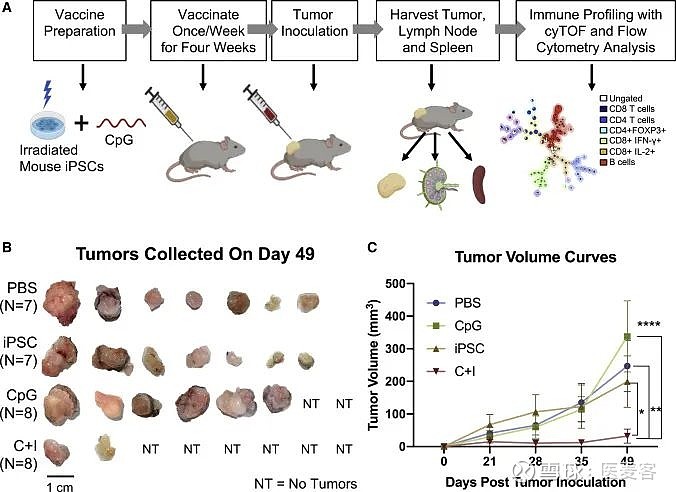 基于ipsc的疫苗针对胰腺癌显示出积极的临床前研究结果丨医麦猛爆料丨