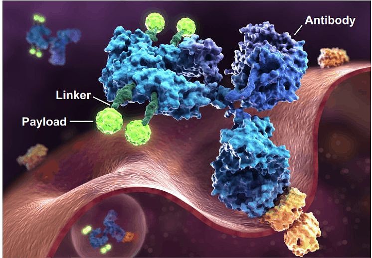 细胞毒性药物负责杀伤靶细胞,和传统毒性药物不同,一类从毒蘑菇提取的