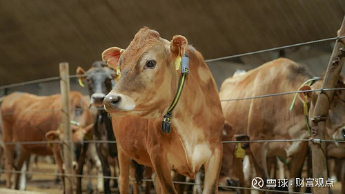 认养一头牛怎么样自有现代化牧场给你答案