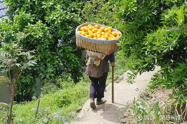 最后的背橙客网友在支付宝1天抢走100万斤秭归橙