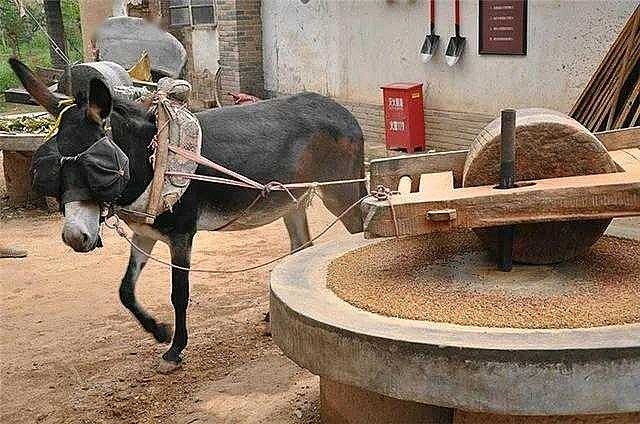 驴子拉车,因为主人在它面前挂了个胡萝卜.