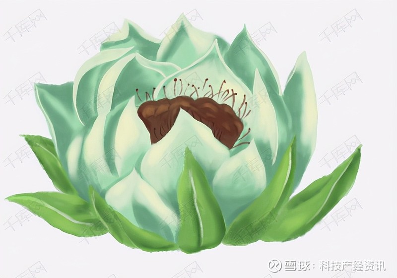 中国九大仙草之一相见恨晚的美白植物:高山雪莲