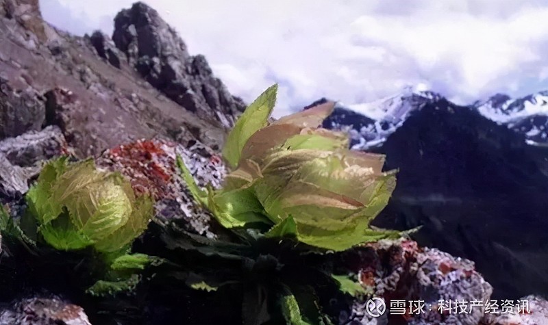 中國九大仙草之一相見恨晚的美白植物高山雪蓮