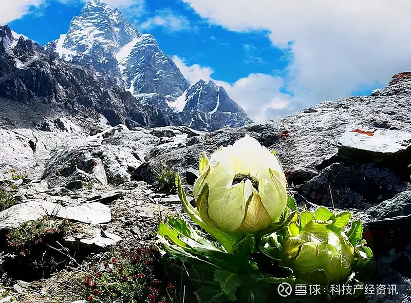中国九大仙草之一相见恨晚的美白植物高山雪莲