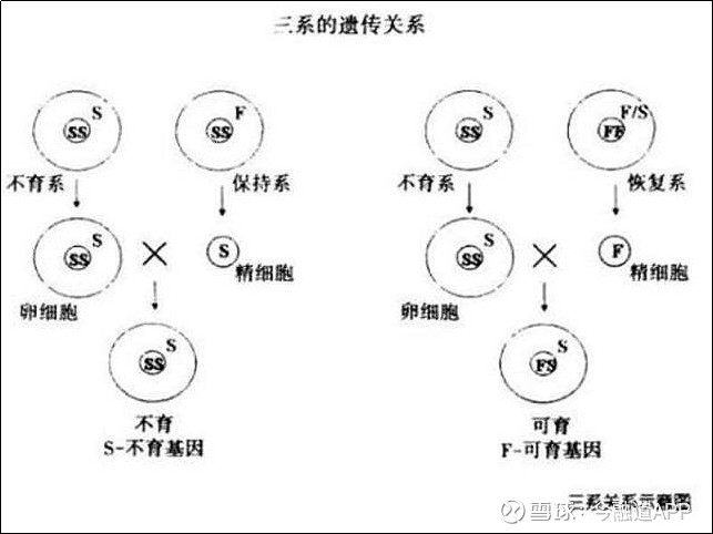 然后就有了后来李必湖在海南三亚发现了"野败",为杂交水稻雄性不育系