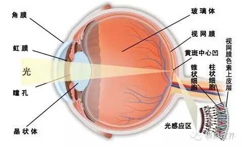 人眼的视觉特性前面我们有讲到 光 色彩 人眼的视觉特性是讨论学习视频信号的基础 上一节我们初步了解了一些关于光学的基础知识 这一节我们