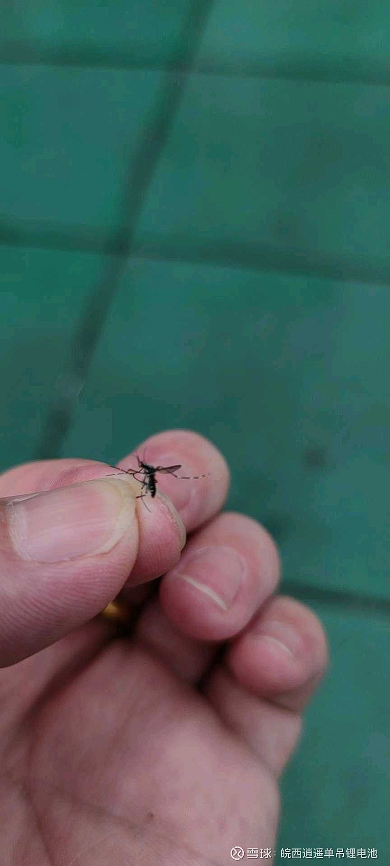 抢货$天齐锂业(sz002466)$ 直接看图今天大涨一分钟,苍蝇腿也是肉