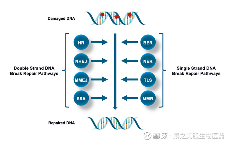 基因突变怎么治疗 xueqiu.com