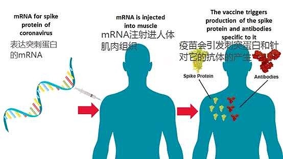 藥理革命者mrna