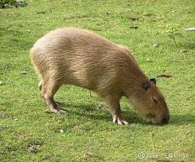 三岁贯女,莫我肯顾.逝将去女,适. - 雪球