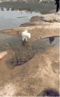 179e6c96d99285243fe96c0c.gif!raw.gif