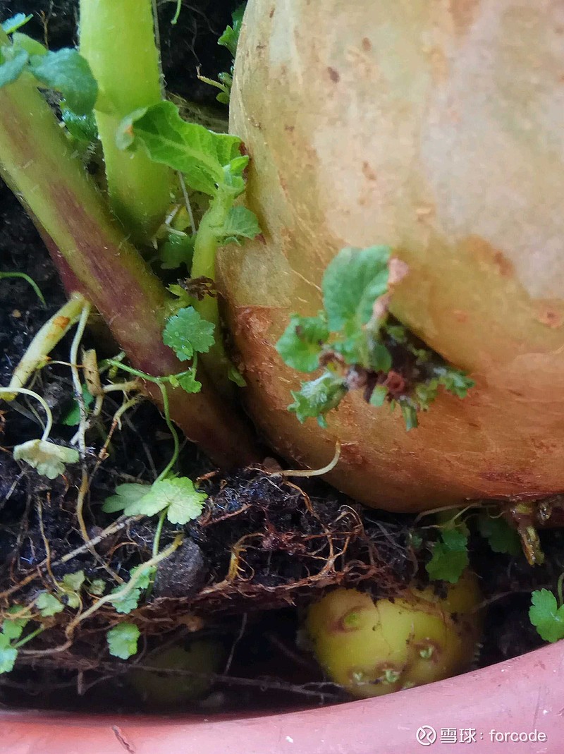 家里买来吃的土豆发芽了，不能吃，随意扔到阳台花盆里，生长速度极快！刚才浇水，居然发现已经能看到三个小土豆露出了泥土，把花...