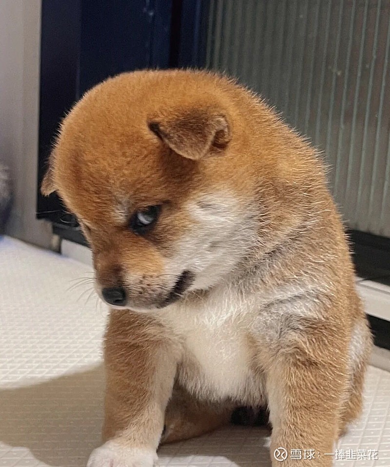 $中远海控(sh601919)$ 狗子太会玩了[旺柴]海狗