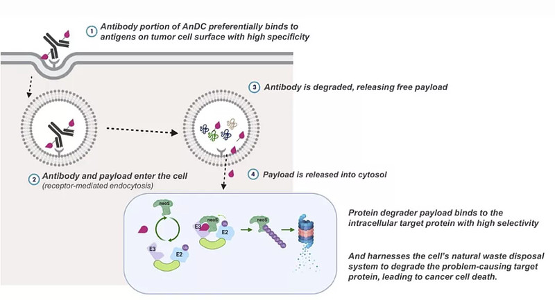 蛋白降解疗法+ADC，新锐获8400万美元开发创新抗癌疗法 药明康德 内容团队编辑2021年6月23日，Orum Therapeutics ...