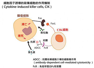 dc-cik细胞疗法