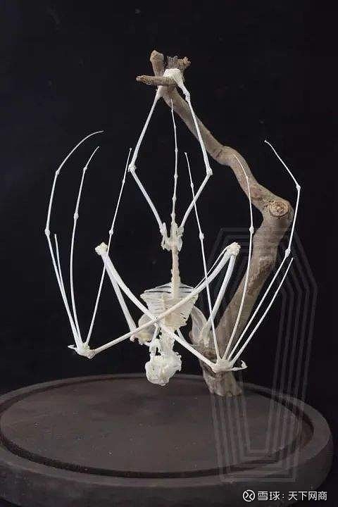 从水牛骨骼标本开始