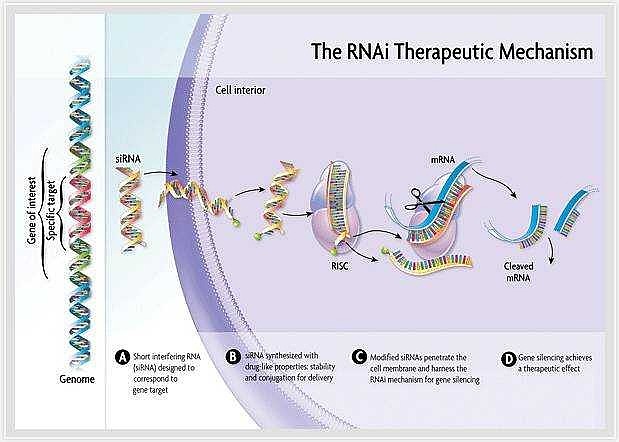 RNA干扰原理 病毒基因、人工转入基因、转座子等外源性基因随机整合到宿主细胞基因组内，并利用宿主细胞进行转录时，常产生一些dsRNA。宿 ...