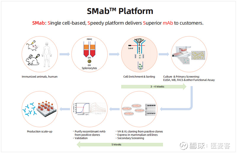 新势力-abclonal&yurogen兔单克隆抗体技术平台助力治疗性抗体应用丨
