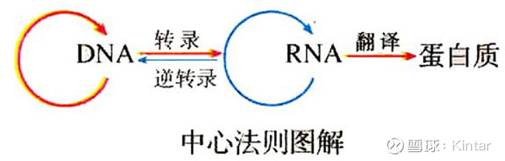 遗传中心法则的每个节点都可以成为靶向治疗的靶点,目前大部分是蛋白