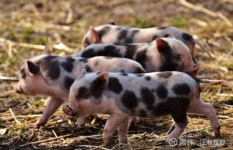 $牧原股份(sz002714)$ 在中国我们一直有一个说法"民以食为天",而