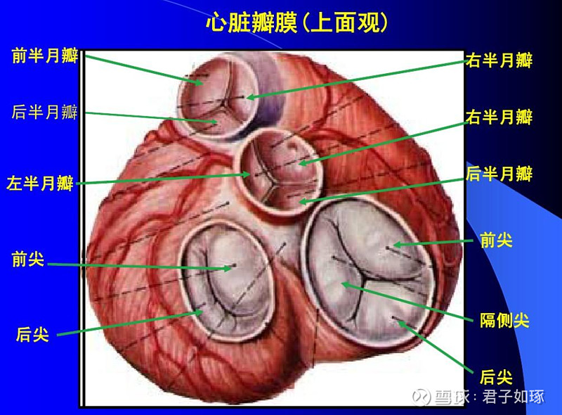 人工心脏瓣膜国产替代先行者【佰仁医疗】,是一家怎样的公司?