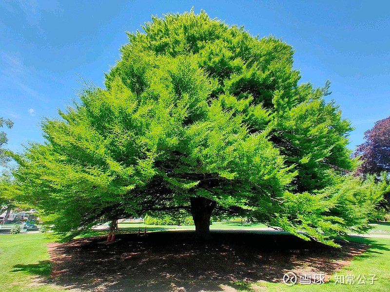 一棵树如果根没扎深就长得太高大那就是木秀于林风必摧之