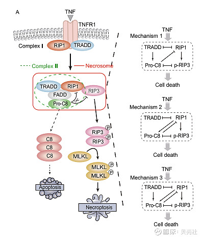 程序性细胞坏死信号通路图[3]该通路是通过tnf,tlr或病毒感染激活
