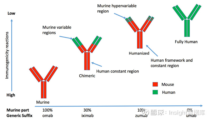 单克隆抗体 (mabs) 由 b 细胞产生,特异性靶向抗原.
