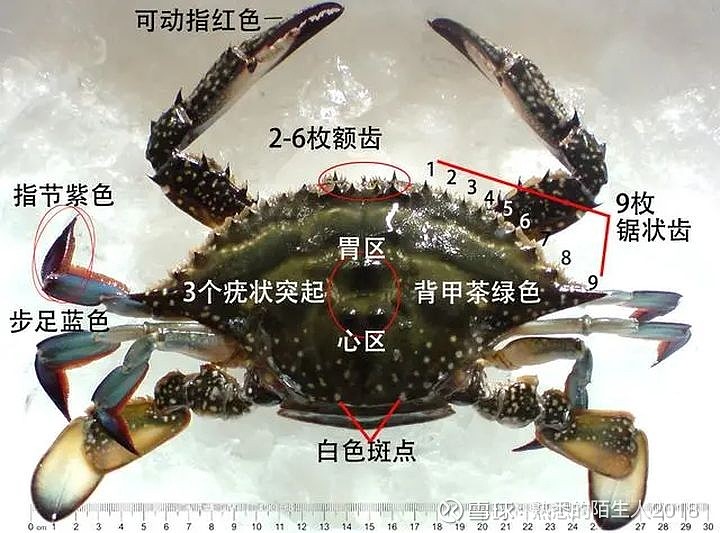 梭子蟹结构图部位名称图片