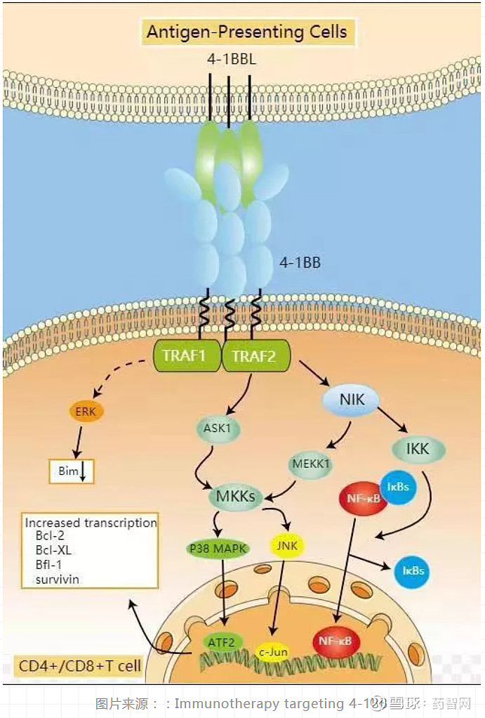 有别于pd1去刹车发挥踩油门的41bb路又在何方