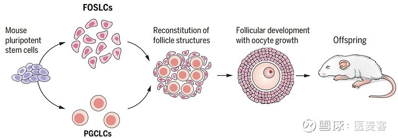利用干细胞重建"卵巢",体外培育的卵子能够成功受精且产生后代丨医麦