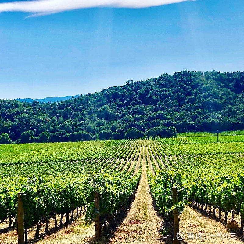 鹿跃酒庄美国最著名的酒庄之一