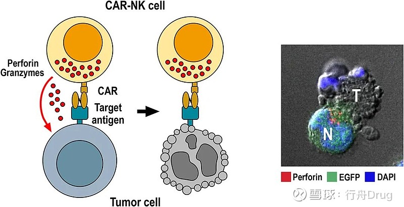 car-nk细胞的独特挑战 点击上方的 行舟drug ▲ 添加关注car-nk细胞