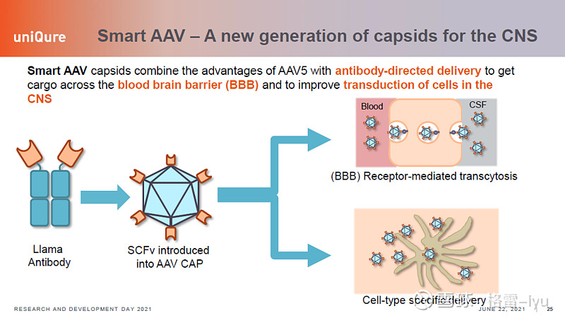 Uniqure 的AAV递送系统 Quredose,可多次给药。Smart AAV,医壳蛋白连接抗体,可定向递送,可以通过内吞作用通过血脑屏障 ...