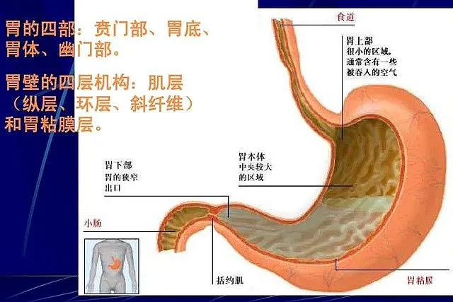 人胃图片真实解剖图图片