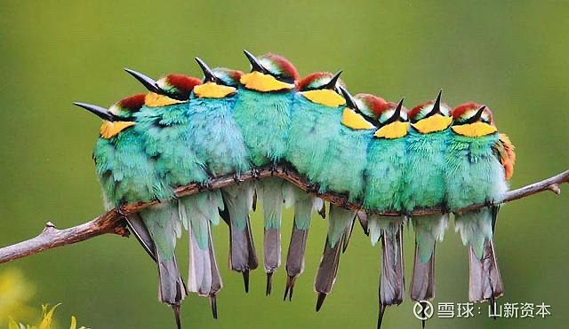 树上有十只鸟,打了一枪,其中一只死了,其它的鸟呢?