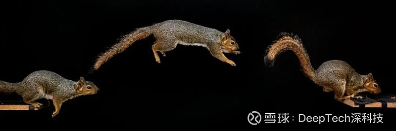 松鼠登上最新science封面,"跑酷" 高手究竟是怎样炼成的?