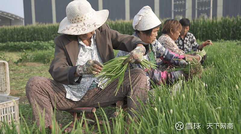 韭菜需求量暴增,王保荣和村民每天要给平天收割3500斤韭菜,即使是前段