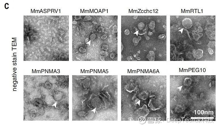 深度解析MIT张锋领衔开发的全新mRNA递送平台 | 专访国家纳米科学中心王海 “未来,SEND技术或将替代脂质纳米载体和病毒载体,成为最适合 ...