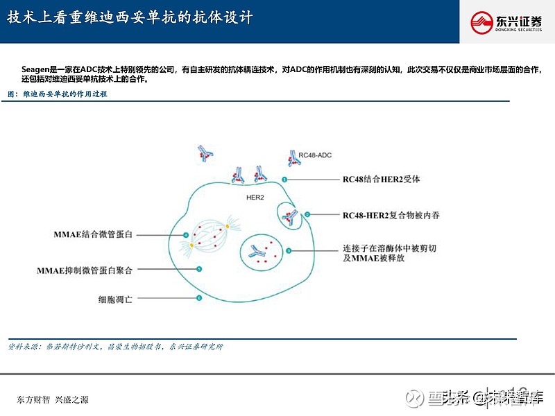 荣昌生物国内已上市泰它西普和维迪西妥单抗两个品种,并且推进全球