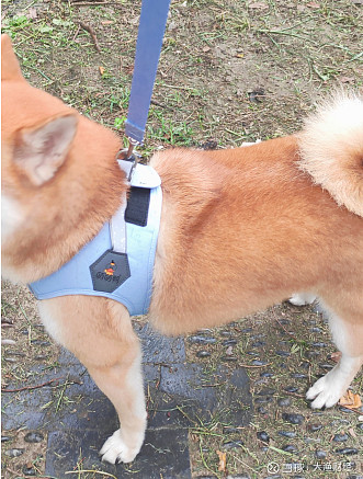 养宠日常这款萌萌鸭马卡龙遛狗神器真的太香了